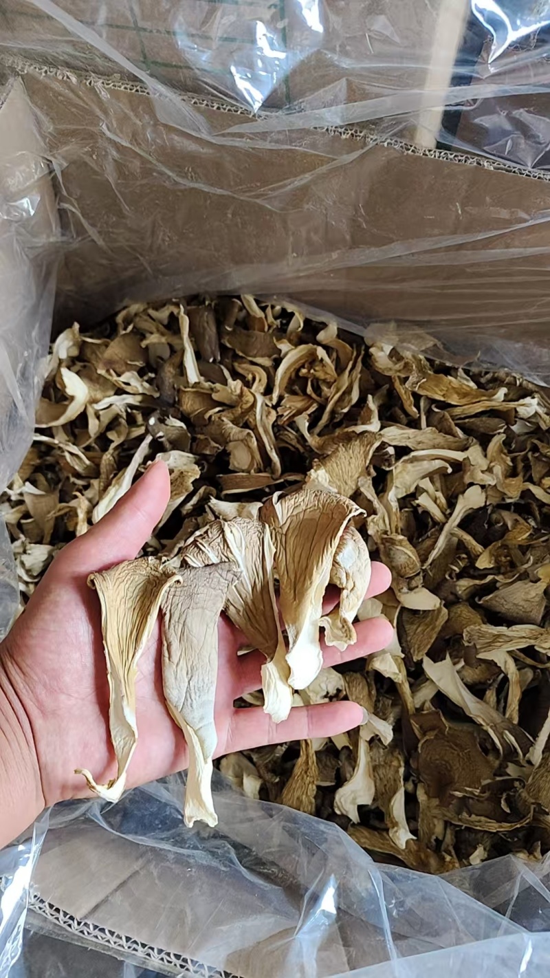 优质平菇干产地直供干货批发肉质厚实现货充足