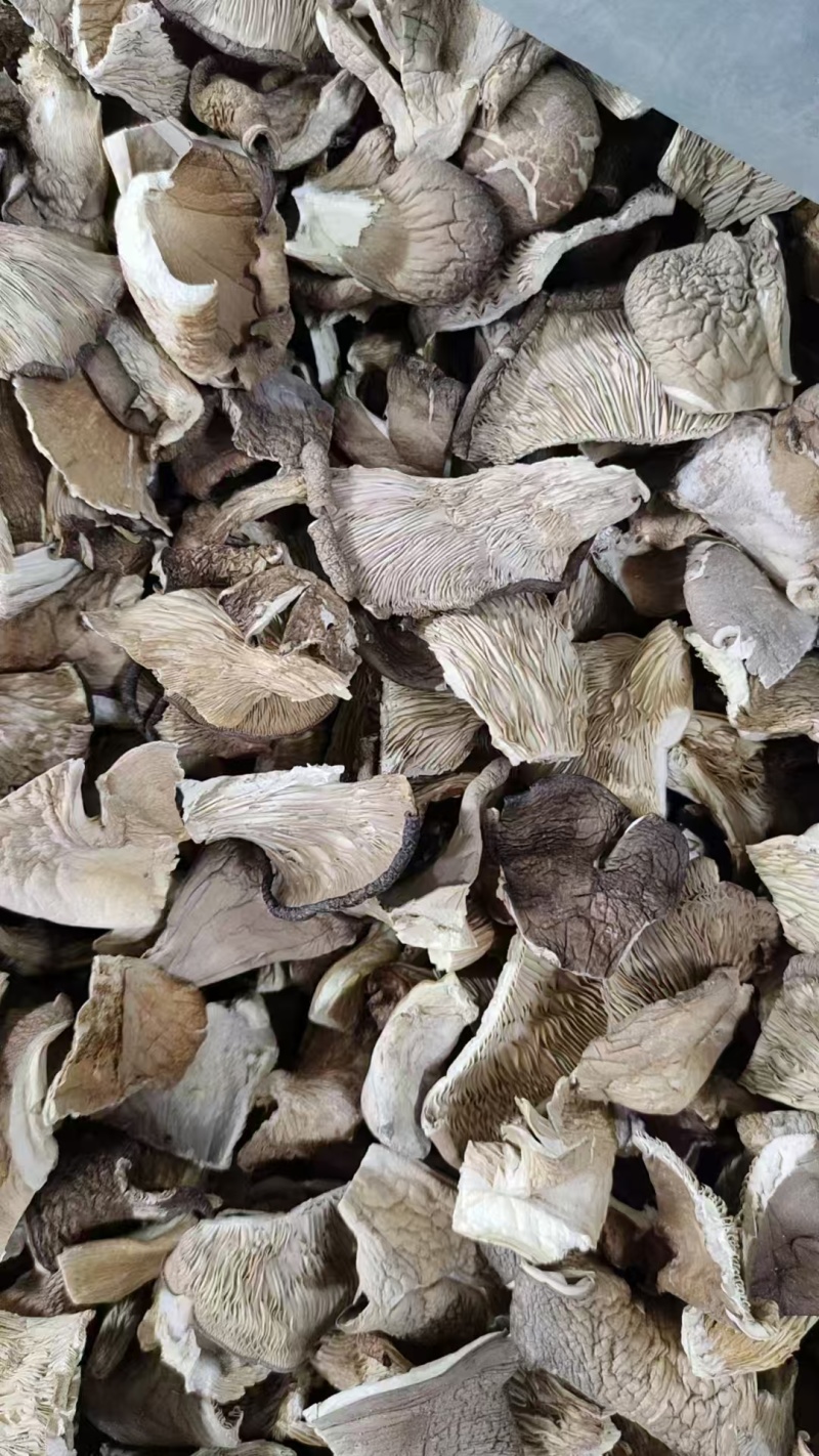优质平菇干产地直供干货批发肉质厚实现货充足