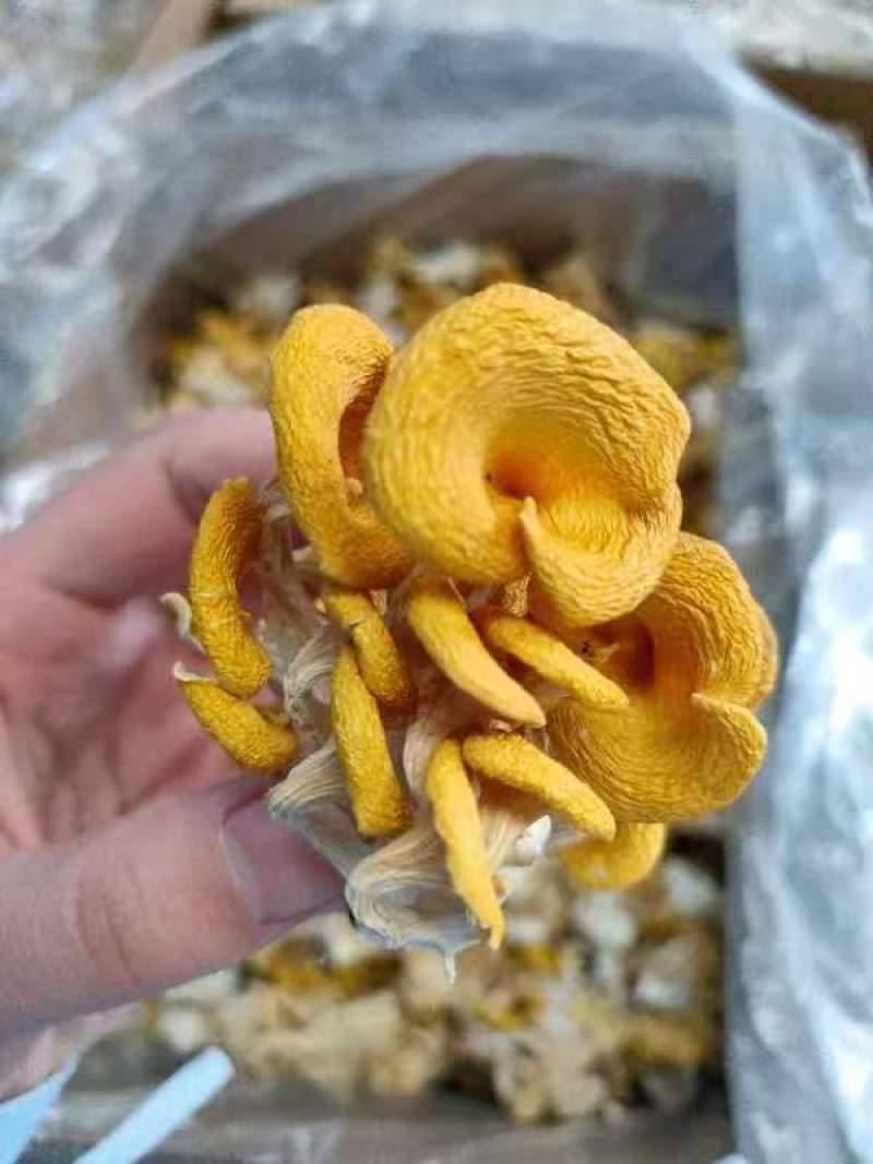 优质鸡油菌干货批发产地直供肉质肥厚量大从优