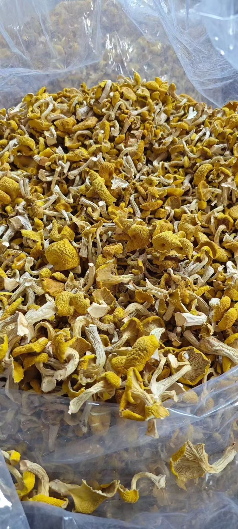 优质鸡油菌干货批发产地直供肉质肥厚量大从优
