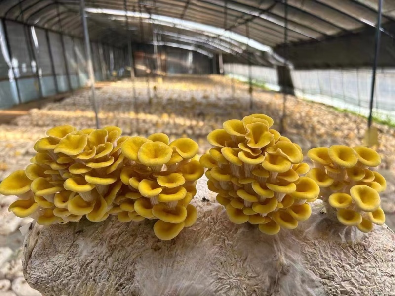 优质鸡油菌干货批发产地直供肉质肥厚量大从优