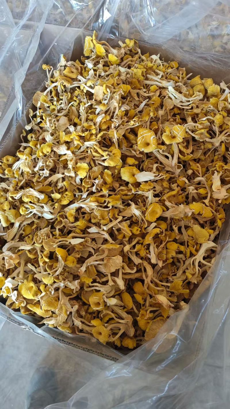 优质鸡油菌干货批发产地直供肉质肥厚量大从优