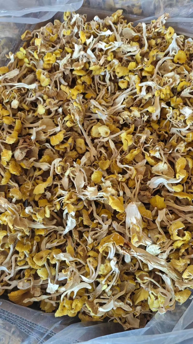 优质鸡油菌干货批发产地直供肉质肥厚量大从优