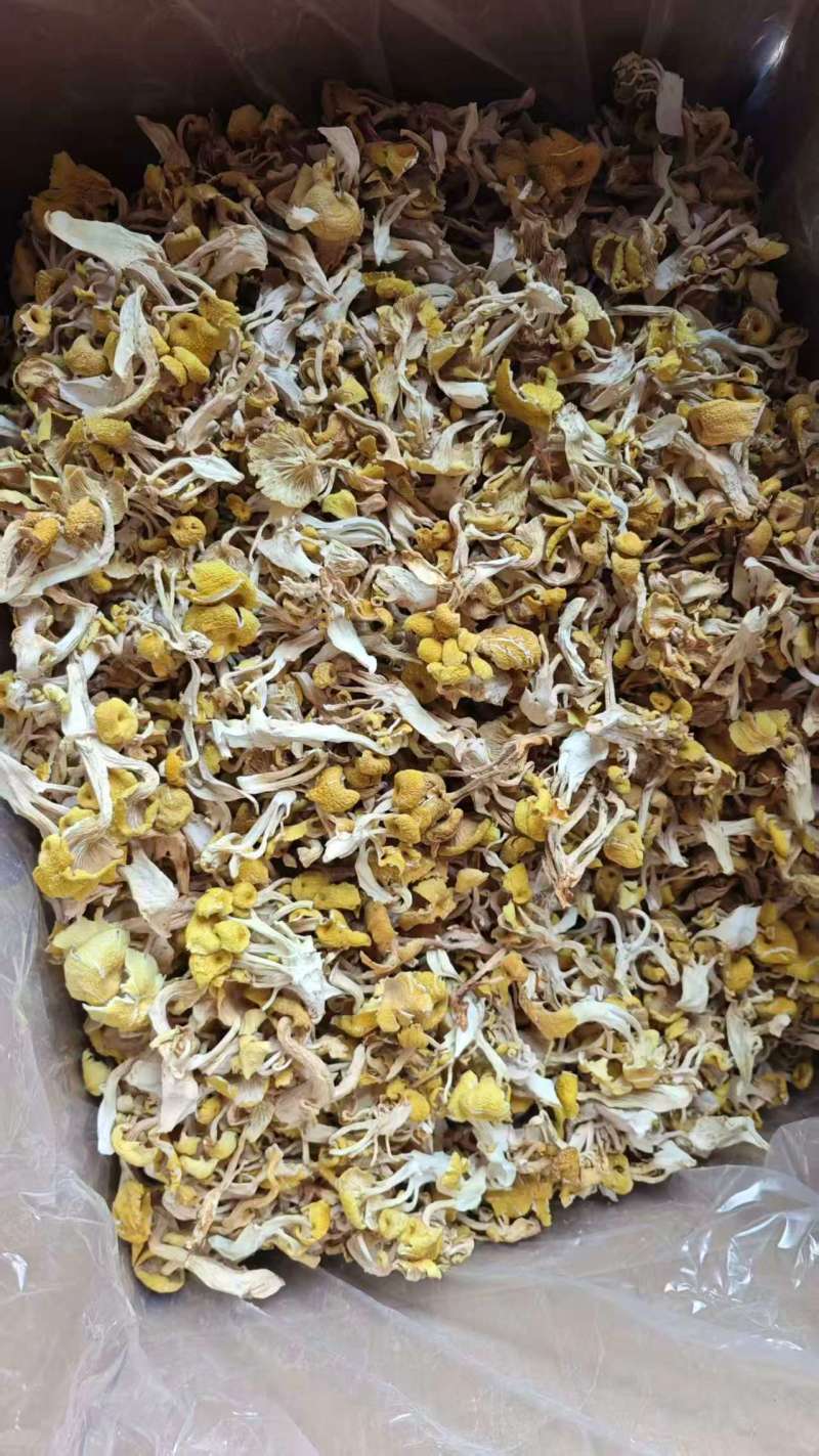 优质鸡油菌干货批发产地直供肉质肥厚量大从优