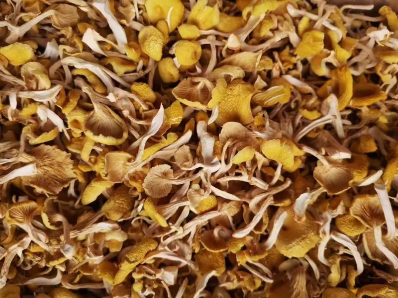 优质鸡油菌干货批发产地直供肉质肥厚量大从优