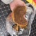 桑黄菌