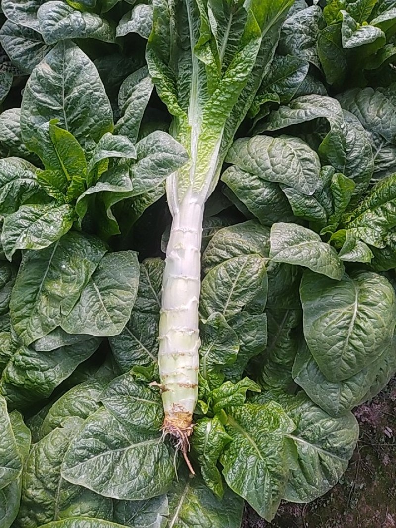 二青虑笋大量有货，质量巴适，货源充足，价格美丽，望各位商