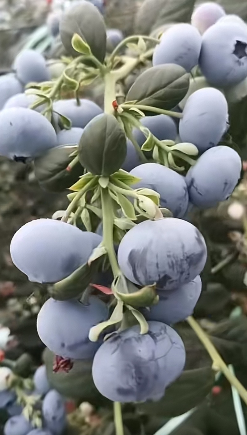 云南蓝莓（L25）