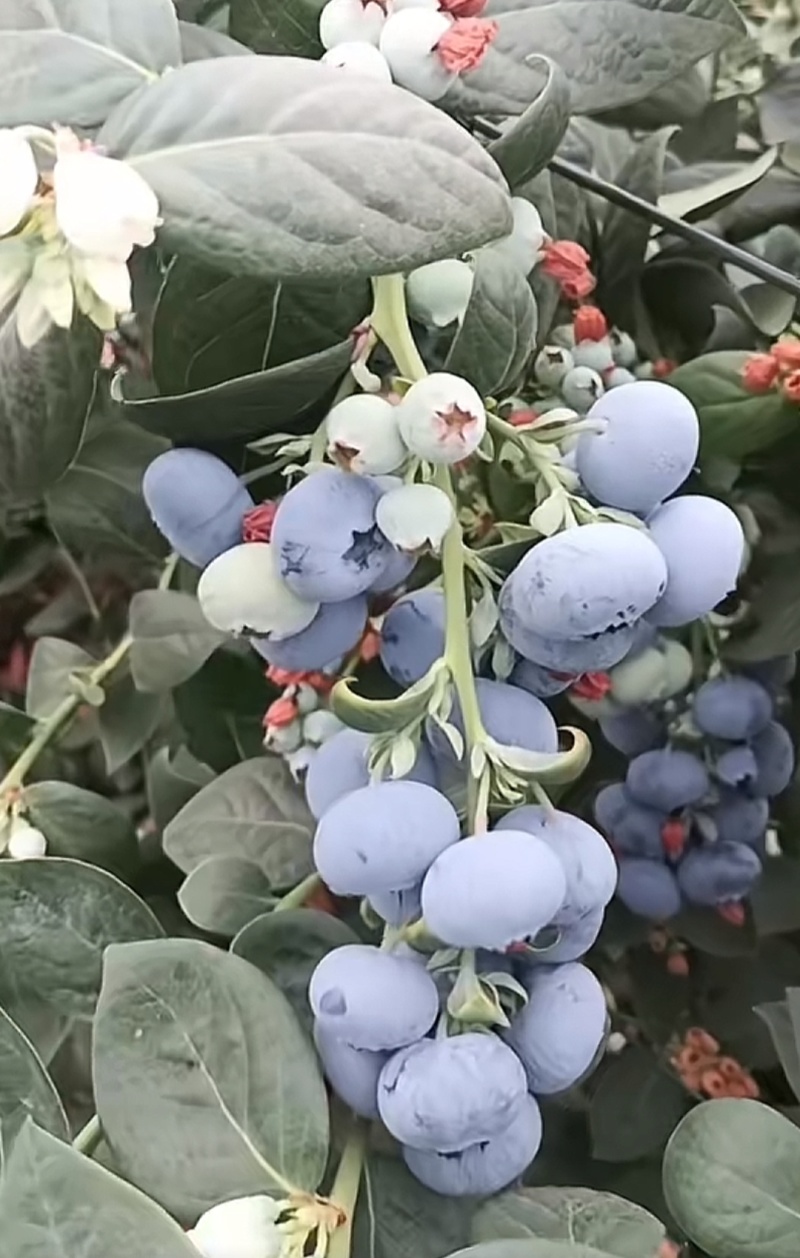 云南蓝莓（L25）