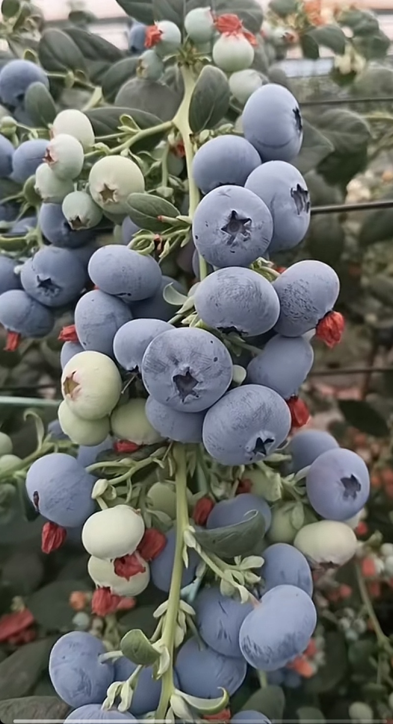 云南蓝莓（L25）