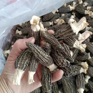 精选羊肚菌干货批发产地直供肉厚鲜香量大从优