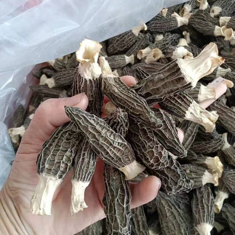 精选羊肚菌干货批发产地直供肉厚鲜香量大从优