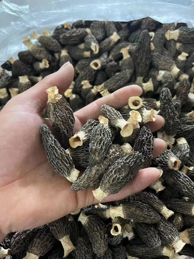 精选羊肚菌干货批发产地直供肉厚鲜香量大从优