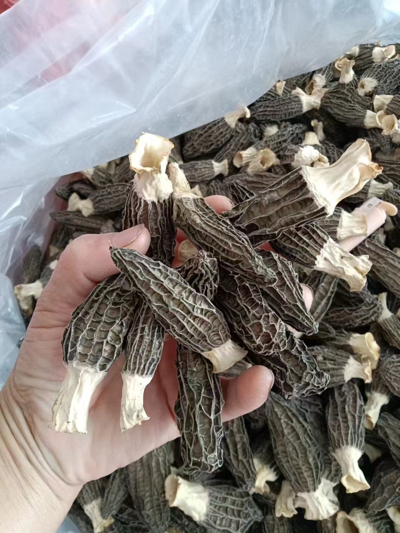 精选羊肚菌干货批发产地直供肉厚鲜香量大从优