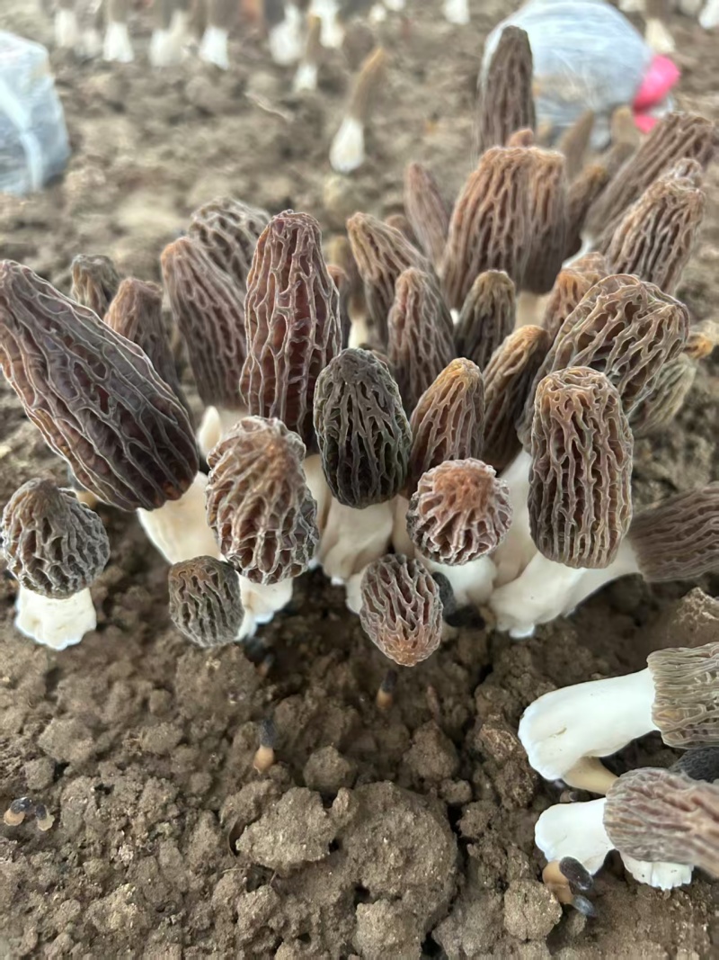 精选羊肚菌干货批发产地直供肉厚鲜香量大从优