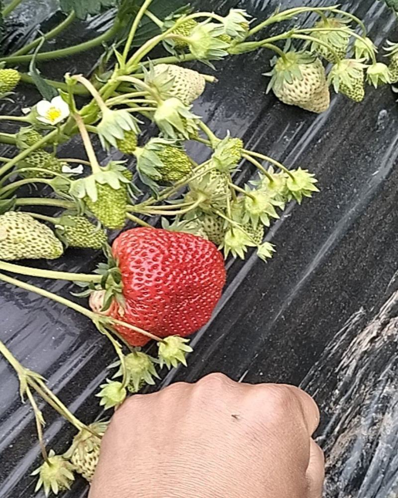 仁寿县大化镇草莓熟了