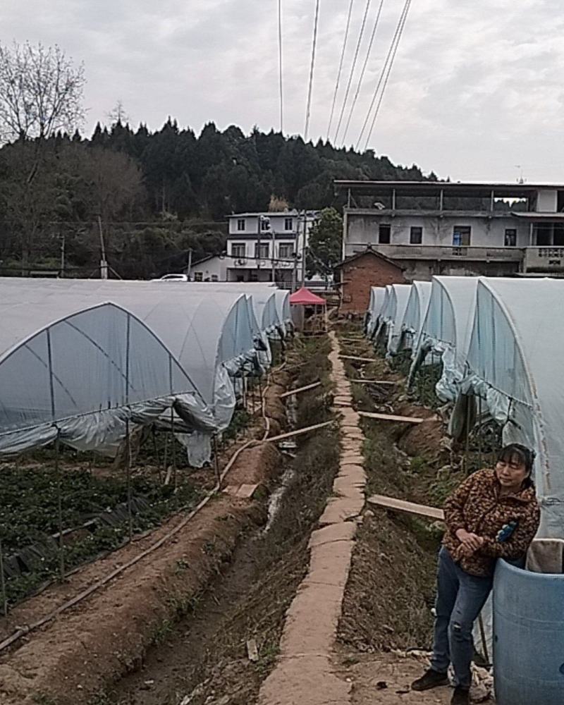 仁寿县大化镇草莓熟了