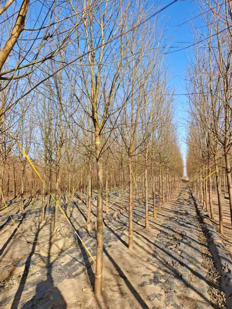 旱柳速生柳3公分8公分各种规格都有产地直供大量