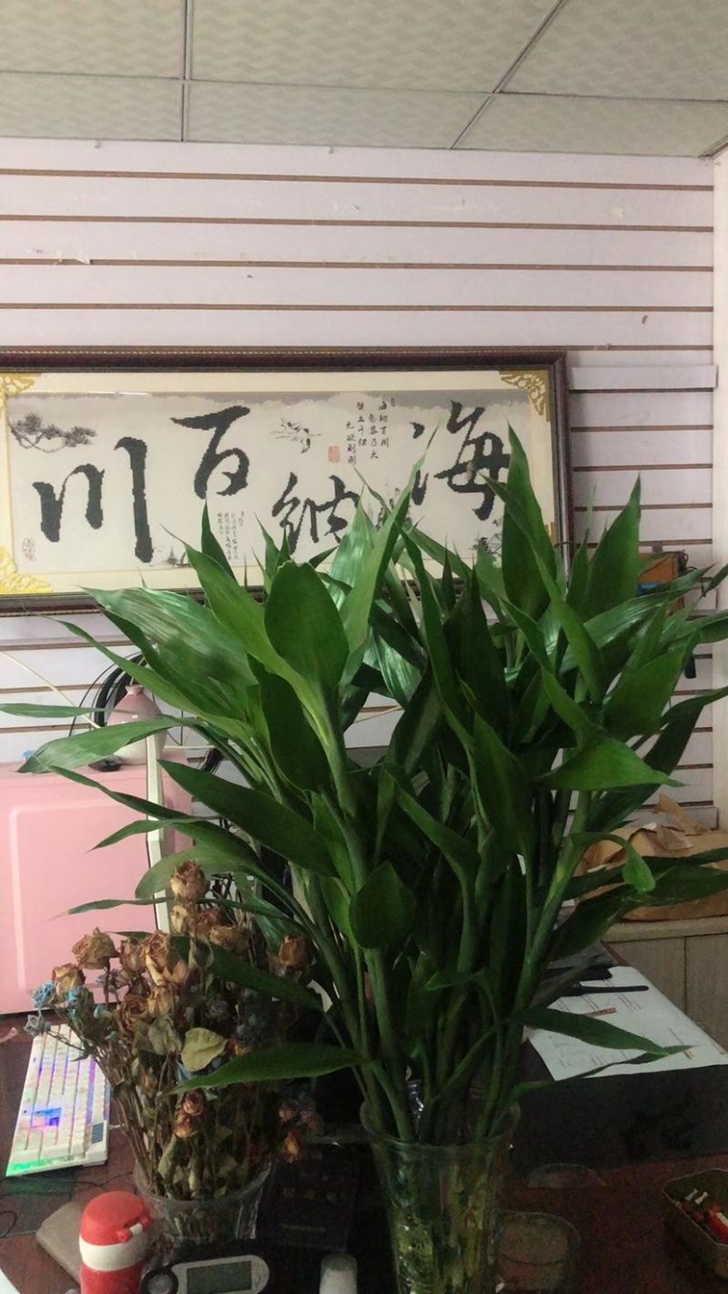海南富贵竹中竹大竹竹子水培竹子花卉盆栽