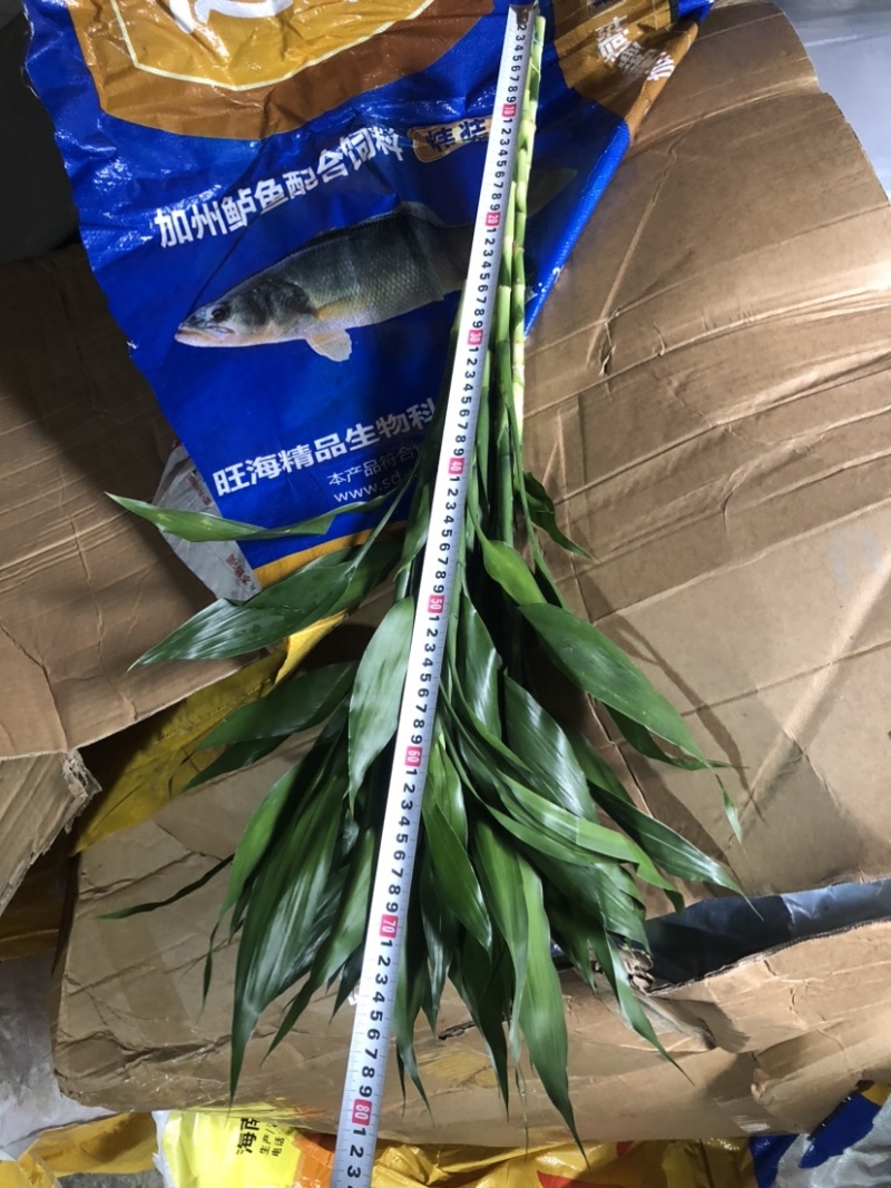 海南富贵竹中竹大竹竹子水培竹子花卉盆栽