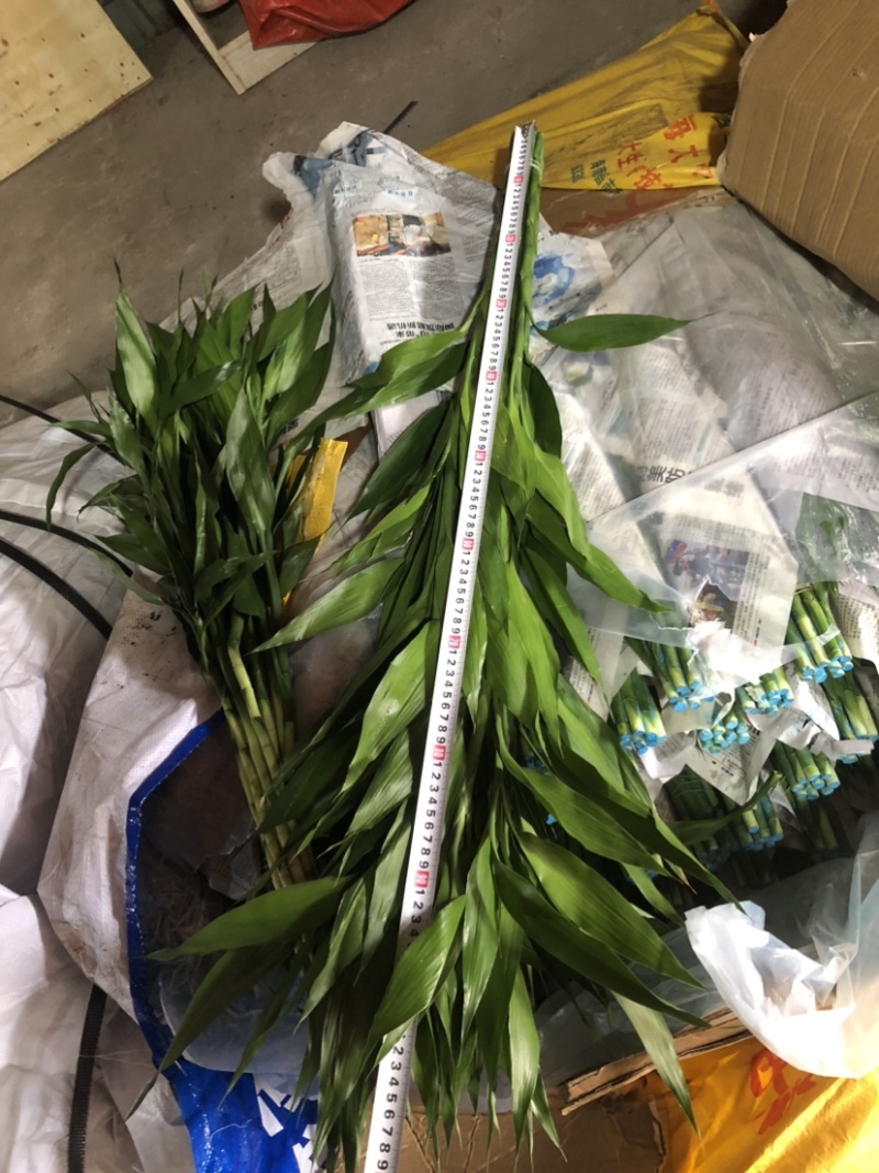 海南富贵竹中竹大竹竹子水培竹子花卉盆栽