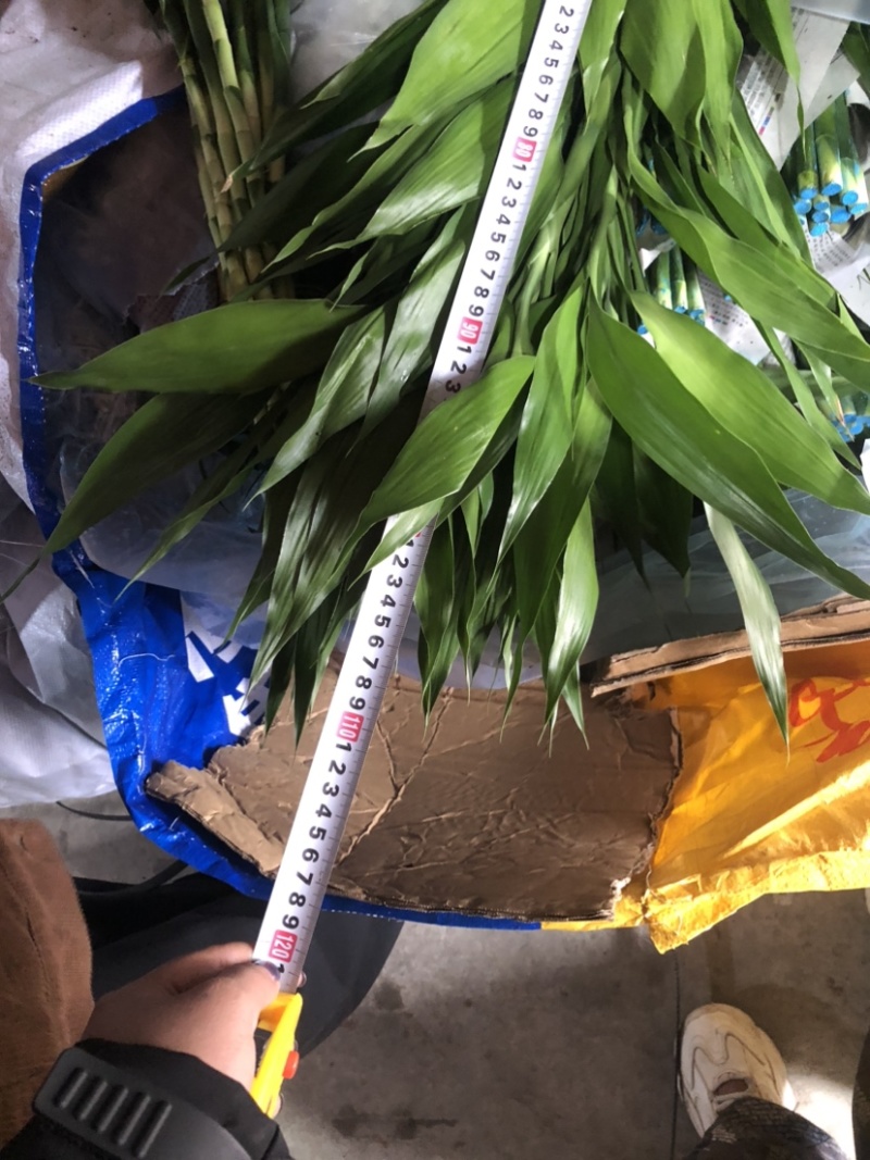 海南富贵竹中竹大竹竹子水培竹子花卉盆栽