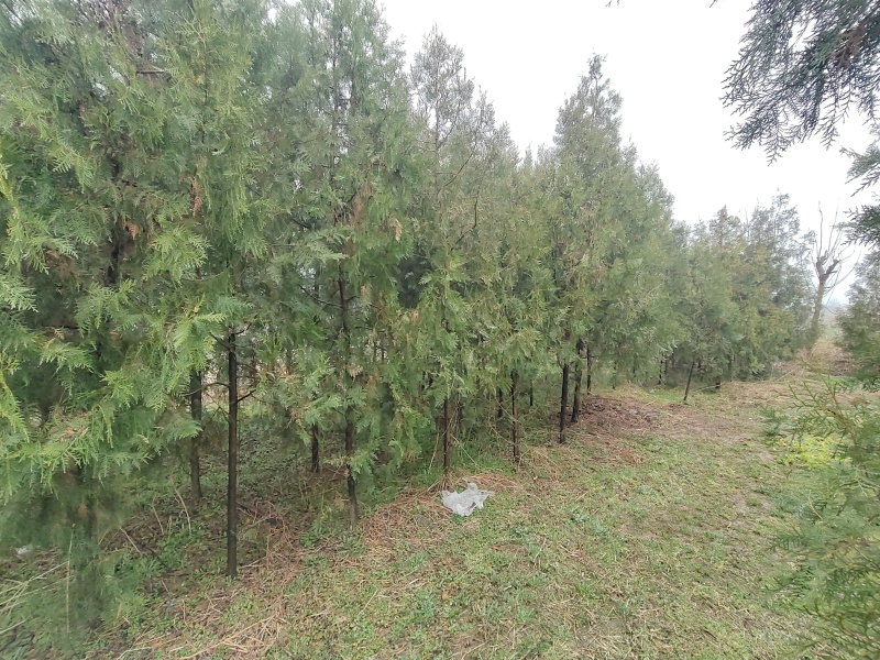 柏树侧柏全网供应优质货源基地直供
