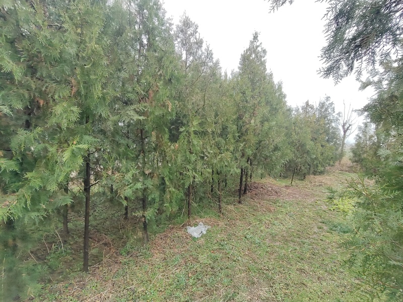 柏树侧柏全网供应优质货源基地直供
