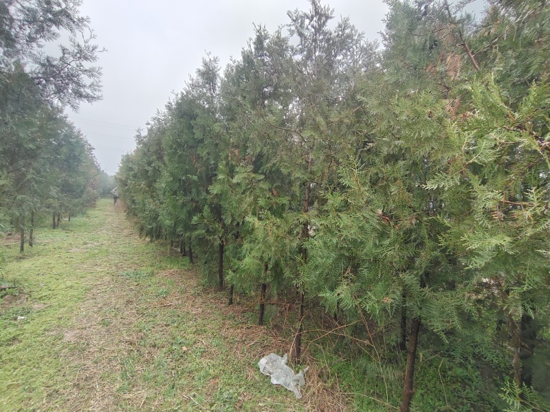 柏树侧柏全网供应优质货源基地直供