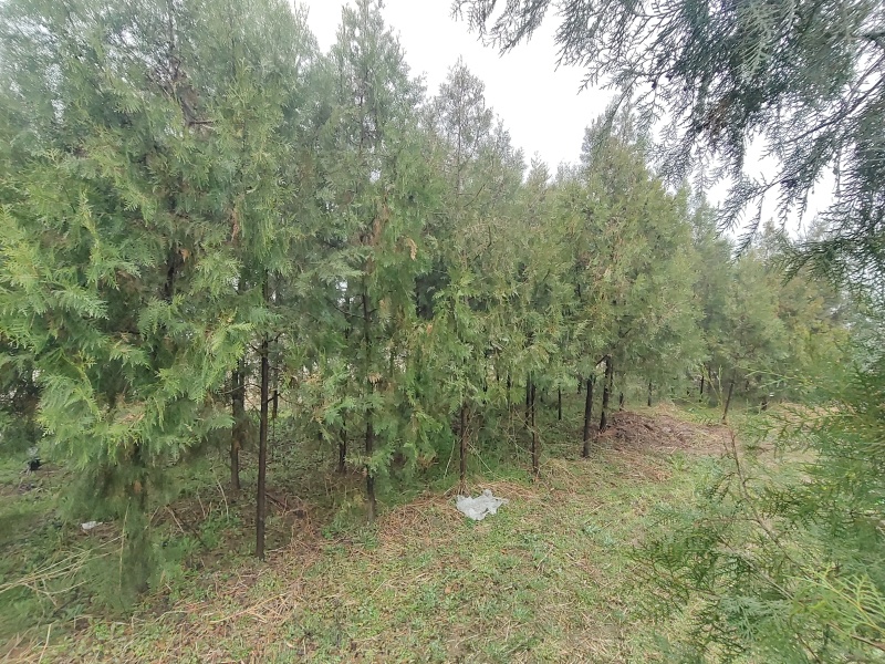 柏树侧柏全网供应优质货源基地直供