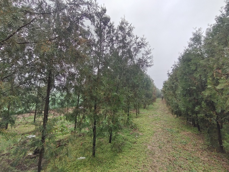 柏树侧柏全网供应优质货源基地直供