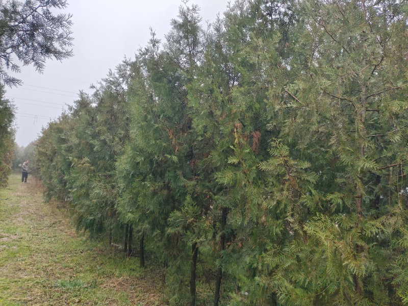 柏树侧柏全网供应优质货源基地直供