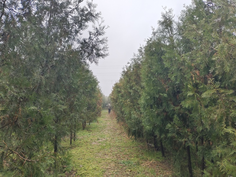 柏树侧柏全网供应优质货源基地直供