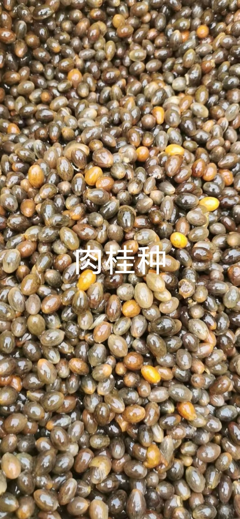 供肉桂地苗40—1米
