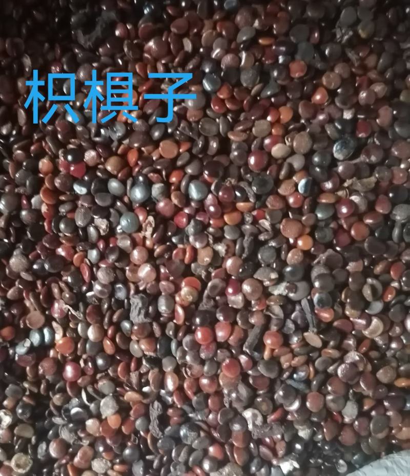 枳椇子