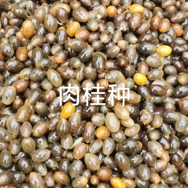 供肉桂一年苗