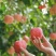 新货阿克苏樱桃苹果脆甜多汁，阿克苏产地直发一件起发包邮