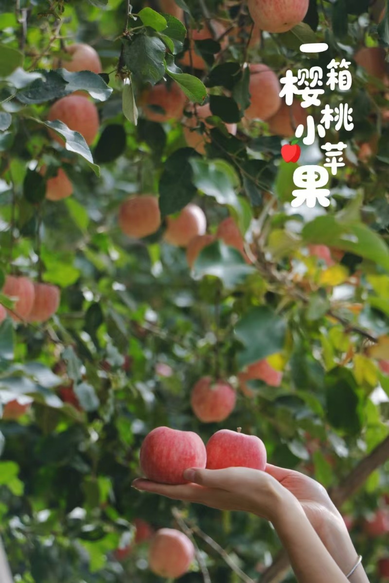 新货阿克苏樱桃苹果脆甜多汁，阿克苏产地直发一件起发包邮