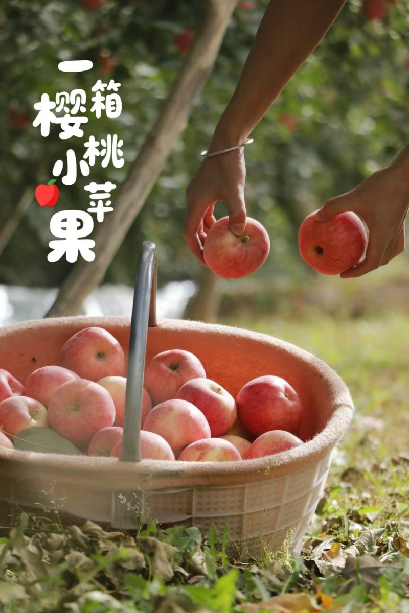 新货阿克苏樱桃苹果脆甜多汁，阿克苏产地直发一件起发包邮