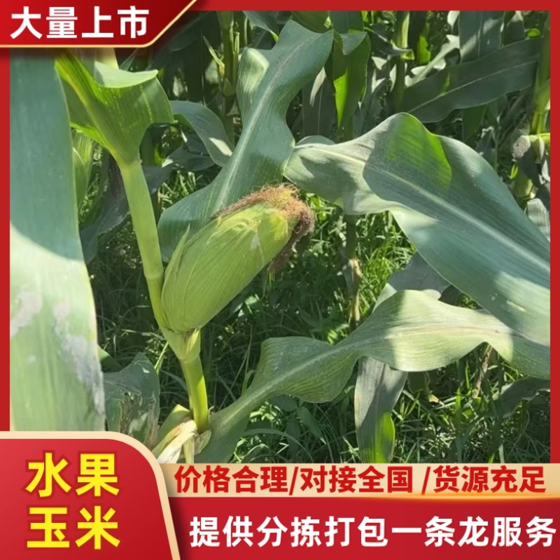 云南德宏水果玉米/产区直发/货源充足/欢迎大家