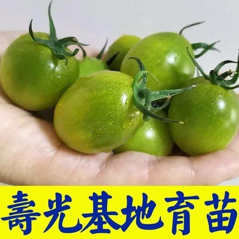 寿光圣女果产地直供新鲜现摘批发量大从优品质上乘