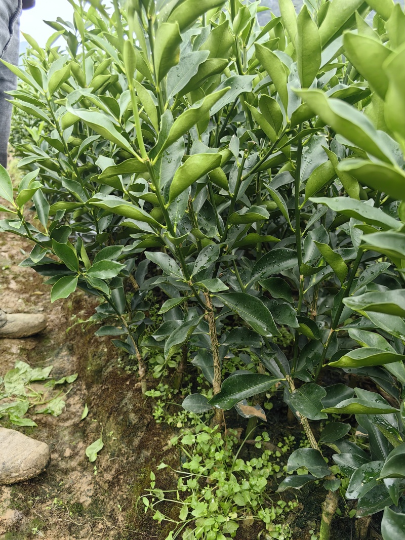 脆蜜金桔