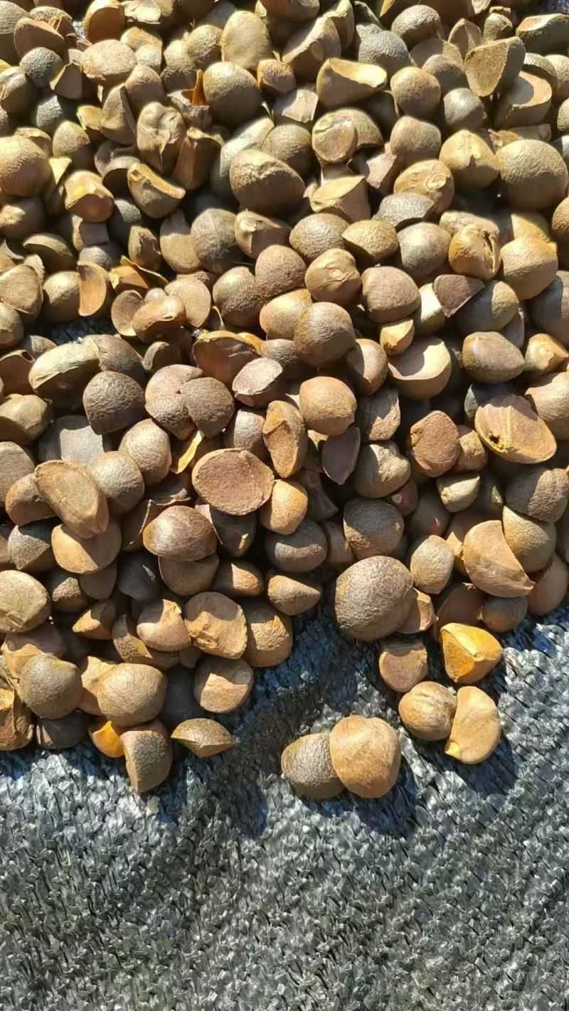 正宗野生山茶油出售