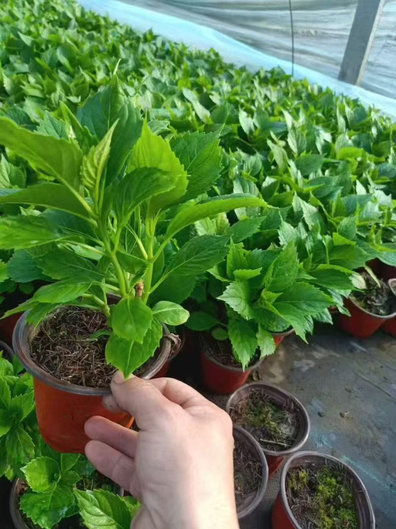 宿根花苗
