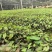 四川乐山沙湾高含量柔毛淫羊藿种苗/产区直发/货源充足