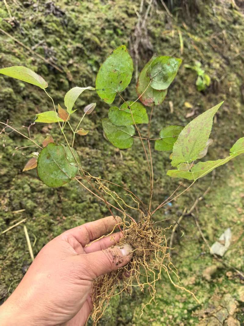 四川乐山沙湾高含量柔毛淫羊藿种苗/产区直发/货源充足