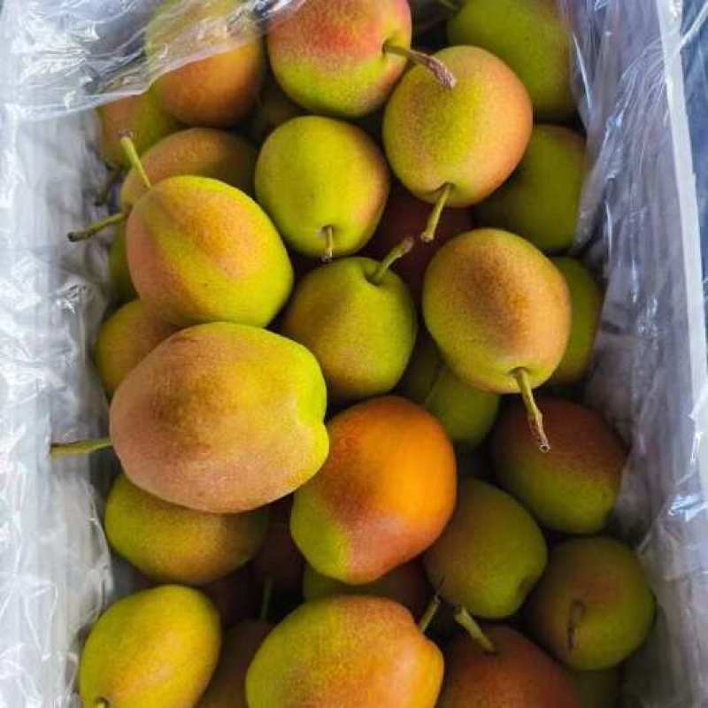 红香酥梨产地直供脆甜多汁细腻无渣货源充足