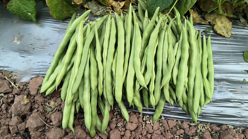 豆角