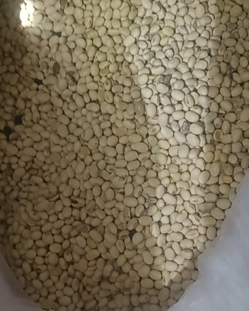 大豆，铜仁以内的来