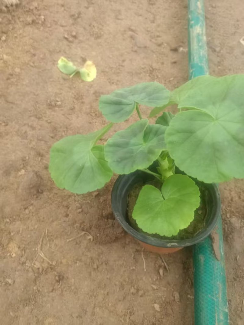 天竺葵花苗